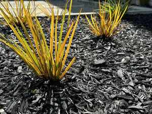 Mulches Barks: Black Decorative Mulch