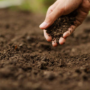 Premium Waikato Topsoil