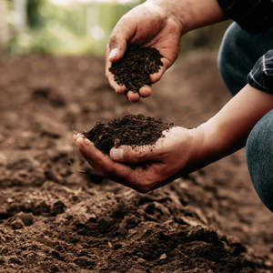 Lawns: Auckland Topsoil