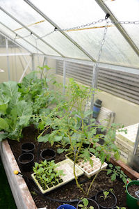 Chains Stainless Wires: Glasshouse Hunter Chain System