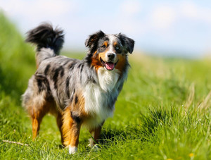 Products: Charlies Mixed Treats CharliesPetSupplies
