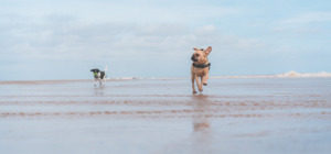 Products: Hoki & Chicken Blocks 25kg CharliesPetSupplies