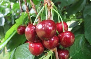 Cherries 1: Yiannis NZ Cherries 'Sandra Rose' 32-34mm 2kg - Delivery January 12th-16th 2026