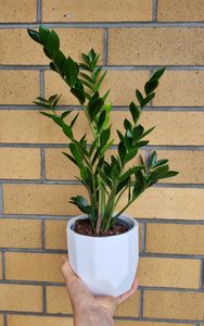 Zamiocula plant in ceramic pot - Cherrywood Florist Tauranga