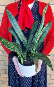 Products: Sansevieria Pot Plant - Cherrywood Florist Tauranga