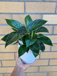 Philodendron Birkin - Cherrywood Florist Tauranga