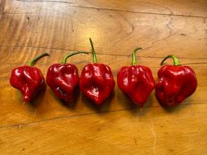 Seeds: Seeds - Yaki Blue x Neils Smooth Scorpion