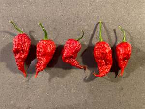 Seeds: Seeds - Primotalii