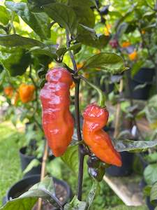 Seeds - Orange Shark