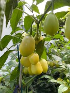 Seeds: Seeds - Sugar Rush Cream