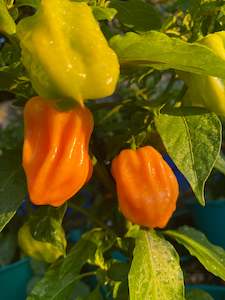 Seeds: Seeds - Habanero Peach