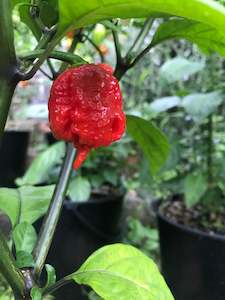 Seeds - Carolina Reaper