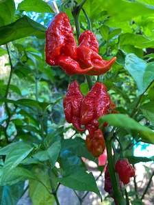 Seeds: Seeds - Carolina Reaper x SRTSL
