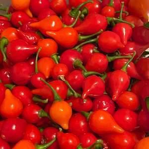 Seeds: Seeds - Biquinho Iracema