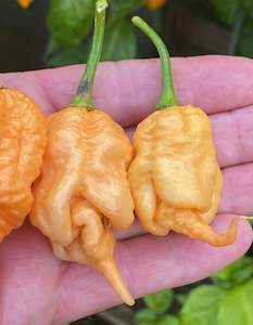 Seeds: Seeds - Big Peach Mamma (STINGER PHENO)