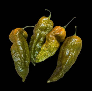 Seeds: Seeds - Bhut Jolokia Mustard
