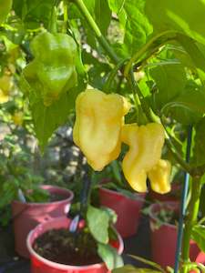 Seeds: Seeds - Why Not