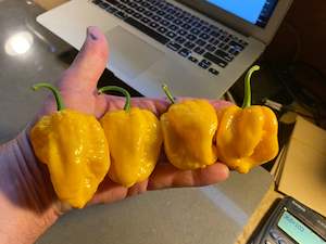 Seeds: Seeds - 7 Pot Yellow