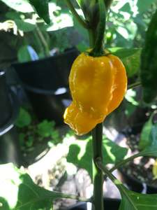 Seeds - Habanero Yellow