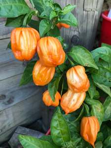 Seedlings: MORUGA SCORPION PEACH