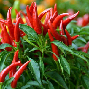 Seeds: Seeds - Birds Eye Red