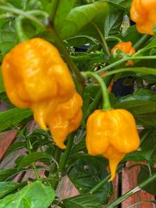 Seeds: Seeds -Golden Reaper