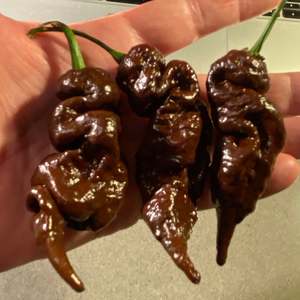Seeds: Seeds - Primotalii Chocolate
