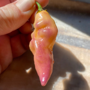 Seeds: Seeds - Jays Purple Ghost x Scorpion x Primo