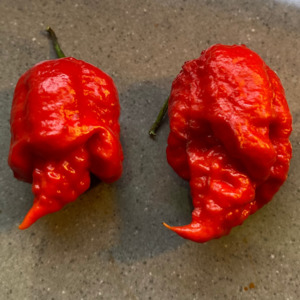 Seeds: Seeds - Hurtberry x Dorset Naga