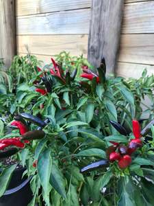Seeds - Piri Piri (Peri Peri) African Birdseye