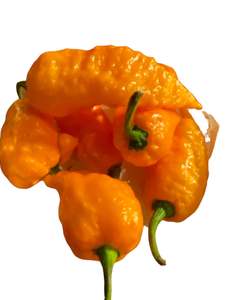 Seeds - Naga Viper Orange