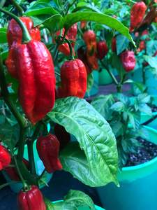 Seeds - Naga Viper