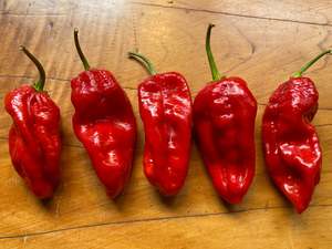Seeds - Jays Red Scorpion x Ghost