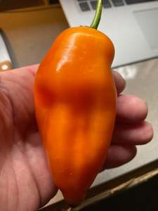 Seeds - Aji Amarillo