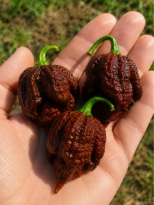 Seeds - CP115 Butch T x 7 Pot Douglah