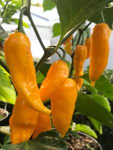 Seeds - Bhut Jolokia Yellow