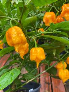 Seeds - Carolina Reaper Golden
