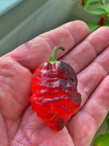 Seeds: Seeds - 7 Pot BBG Purple - Black >Red Pheno