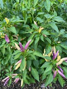 Seeds: Seeds - Khang Star Thai White