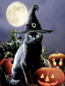 Best Selling Items: Halloween black cat