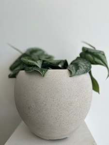 Epipermnum Pictus Trebie