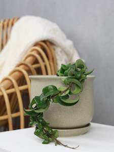 Everything: Hoya Hindu Rope