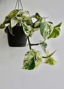 Everything: Epipremnum Aureum "Marble Queen"