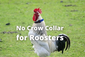 No Crow Rooster Collar 2 Pack