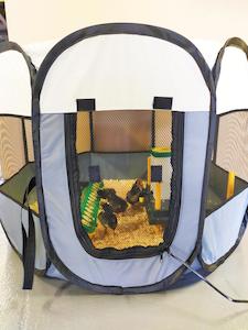 Chick Brooder Pop Up Large 10-15 chicks