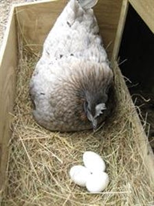 Nesting: Solid Rubber Eggs White