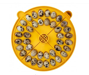 Maxi small egg quadrants (40 small quail eggs)