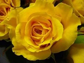 Products: Single Yellow Rose