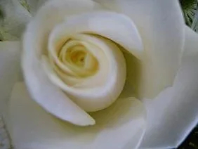 Products: Single White Rose