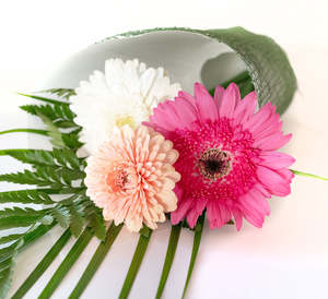 All: Gerbera Trio